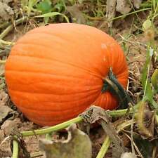 Mammoth Gold Pumpkins - Seeds - Non Gmo - Heirloom Seeds – Pumpkin Seeds for sale  Shipping to South Africa