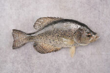 Black crappie taxidermy for sale  Wrightstown