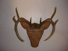 Rackheads deer monster for sale  Coeur D Alene