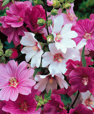 Pcs lavatera mixed for sale  Shipping to Ireland