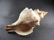 pleuroploca trapezium shell for sale  Shipping to South Africa