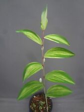 Polygonatum odoratum kouda for sale  USA