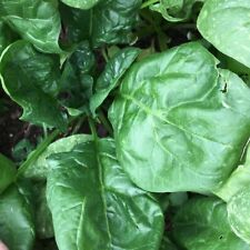 Giant noble spinach for sale  Deltona