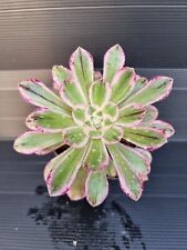 Aeonium rubrolineatum variegat for sale  KILMARNOCK