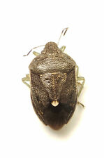 Stink Bug: Banasa sordida (Pentatomidae) USA Hemiptera, used for sale  Shipping to South Africa