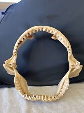 Bull shark jaw for sale  Phoenix