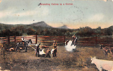 1910 branding cattle for sale  Fair Haven