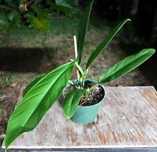 Philodendron clarkei plant for sale  Hollywood
