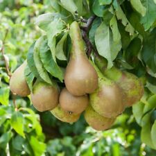 Pear fruit tree for sale  IPSWICH