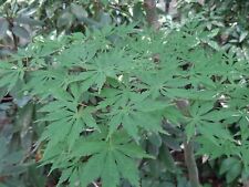 Green japanese maple for sale  Roswell