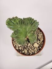 Myrtillocactus geometrizans crestata - H 6,5 cm - vaso/pot 10cm 🌵🌵 for sale  Shipping to South Africa