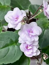 African violet plant for sale  Navarre