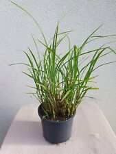 Miscanthus sinensis strictus for sale  CHELMSFORD