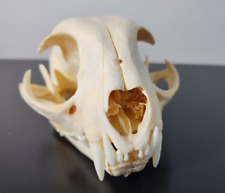 Bobcat skull head for sale  Spokane