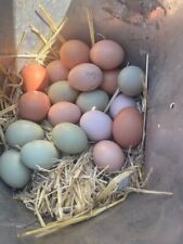 fertile olive egger eggs for sale  Cardwell