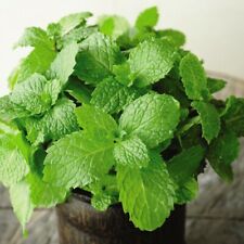 Garden mint herb for sale  IPSWICH