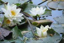 Water lily alba for sale  LINCOLN