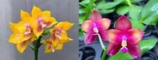Duft rchidee phalaenopsis gebraucht kaufen  Hainburg