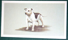 Cartão ilustrado de cachorro Staffordshire Bull Terrier CD29 comprar usado  Enviando para Brazil