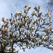 Magnolia alba superba gebraucht kaufen  Rheindahlen