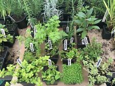 Mixed herb plants for sale  STONE