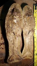 Brannerion fossil fish for sale  Elgin