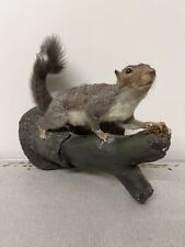 Taxidermy grey squirrel for sale  BOLTON