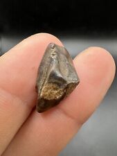 Nice triceratops tooth d'occasion  France