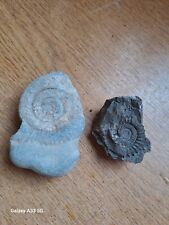 Whitby fossil ammonites for sale  NOTTINGHAM