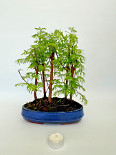 Bonsai metasequoia glyptostrob gebraucht kaufen  Böhl-Iggelheim