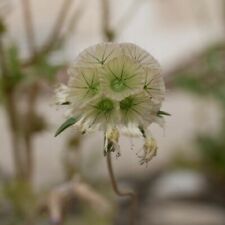 Scabious stellata ping for sale  SOUTHEND-ON-SEA