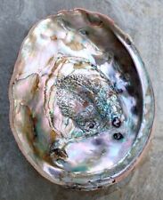 Large red abalone for sale  San Ramon