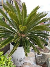 2 palm trees pots for sale  Huntington Beach