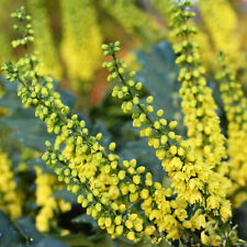 Mahonia soft caress for sale  UK