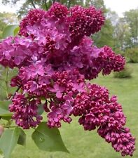 french lilac plants for sale  Eugene