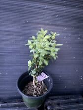 Maculata variegated boxwood for sale  Martin