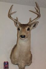 Whitetail deer head for sale  Brandon