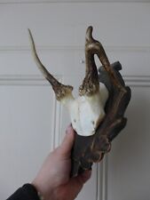 Fallow deer skull for sale  WALLASEY