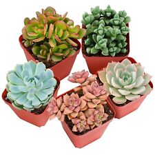 Plants pets fully for sale  Fallbrook