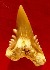 Dent requin fossile d'occasion  Cuxac-d'Aude
