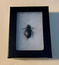 Purple - Rimmed Ground Beetle Carabus Nemoralis in Riker display case for sale  Shipping to South Africa