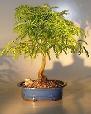 Tamarind bonsai tree for sale  Patchogue