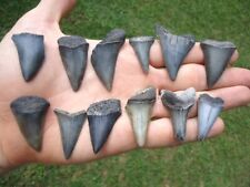 bulk shark teeth for sale  Tallahassee