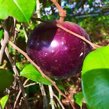 STAR APPLE / CAIMITO (CHRYSOPHYLLUM CAINITO) MEDICINAL LIVE FRUIT TREE 12”-24”  for sale  Shipping to South Africa