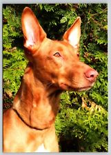 Postcard pharaoh hound for sale  Wynantskill