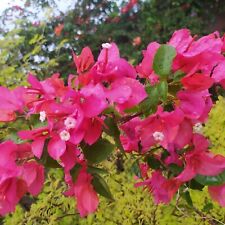 Bougainvillea red pink for sale  Shipping to Ireland