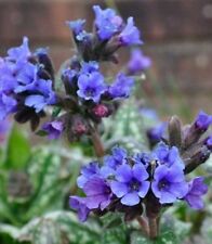 Pulmonaria trevi fountain for sale  BELPER