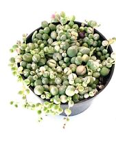 Variegated string pearls for sale  Castaic