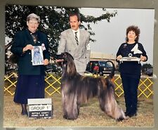 Brindle afghan hound for sale  Martinsburg