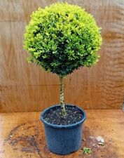 Buxus sempervirens 40cm for sale  BECCLES